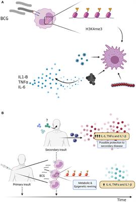 The BCG Vaccine for COVID-19: First Verdict and Future Directions